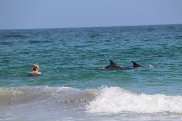 dolphins beach oman