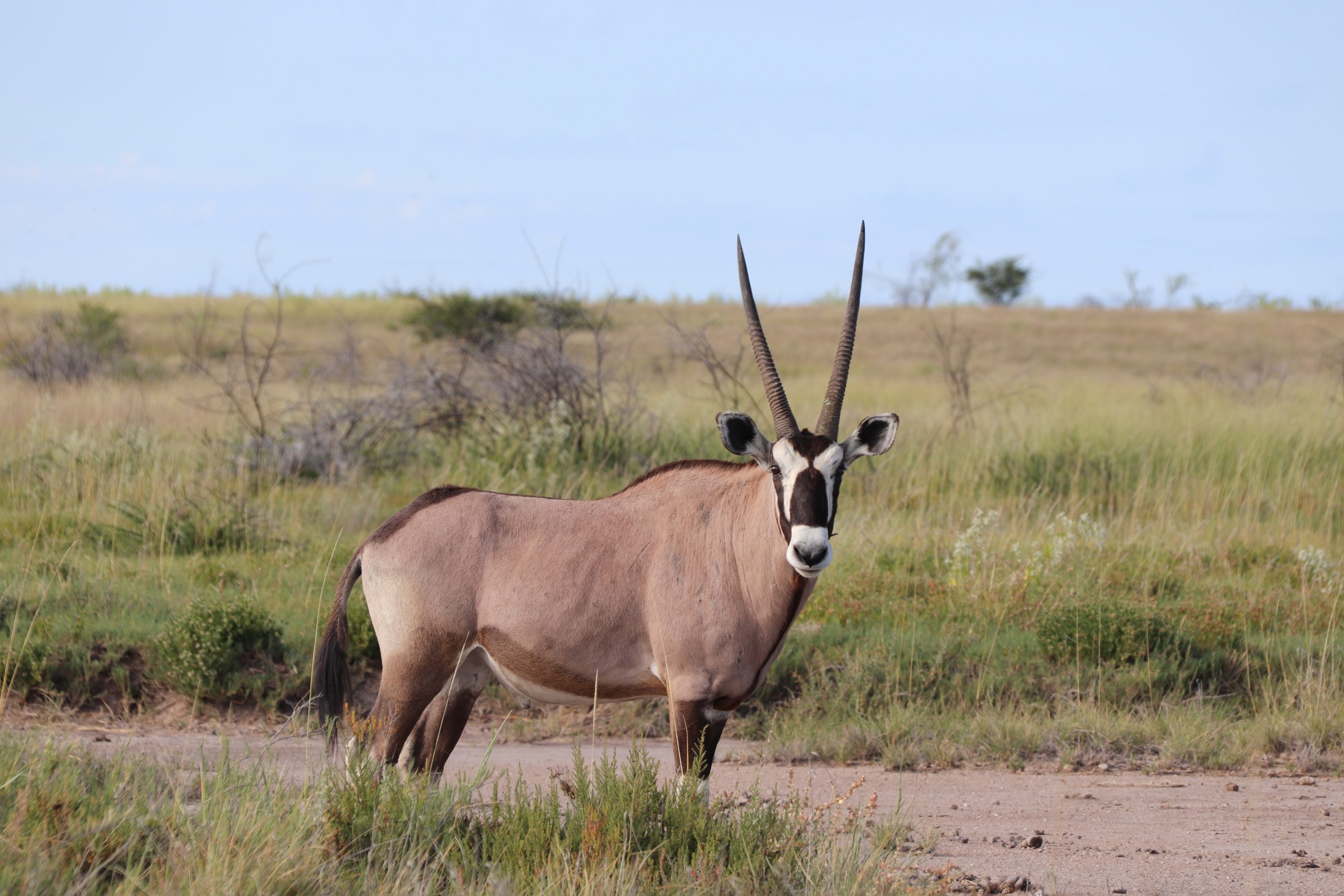 gemsbok Namibie