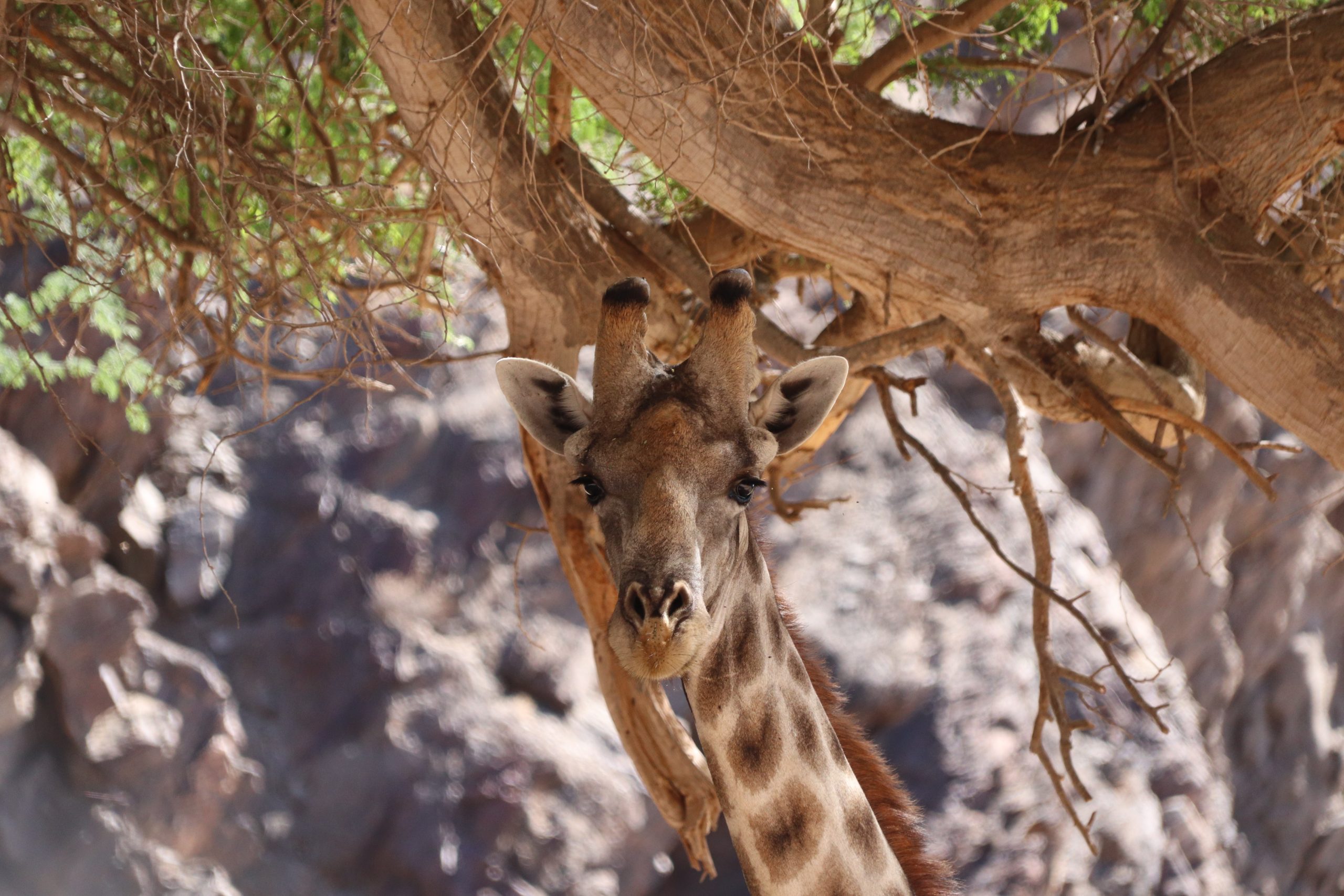 giraffe rondreis door Namibie