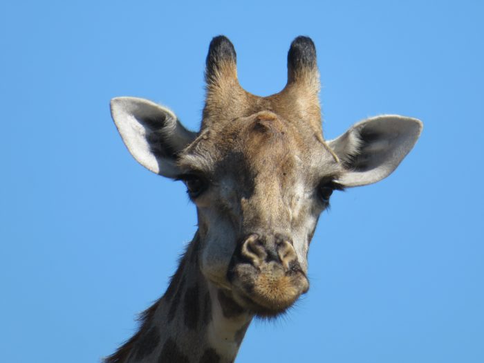giraffe wildernis van botswana