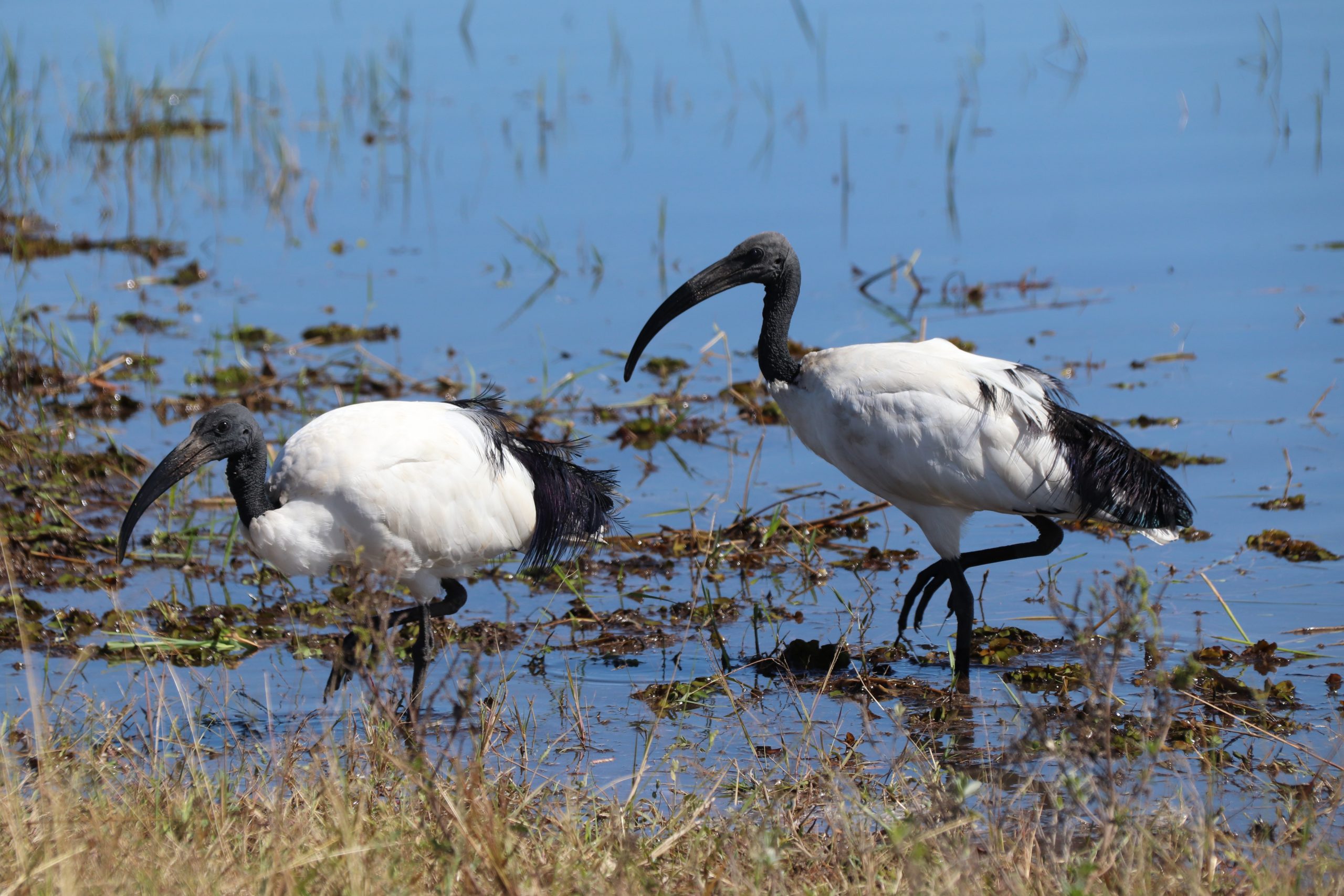 ibis wildernis van botswana