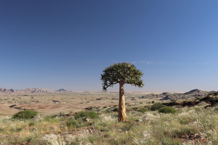 kokerboom Namibië