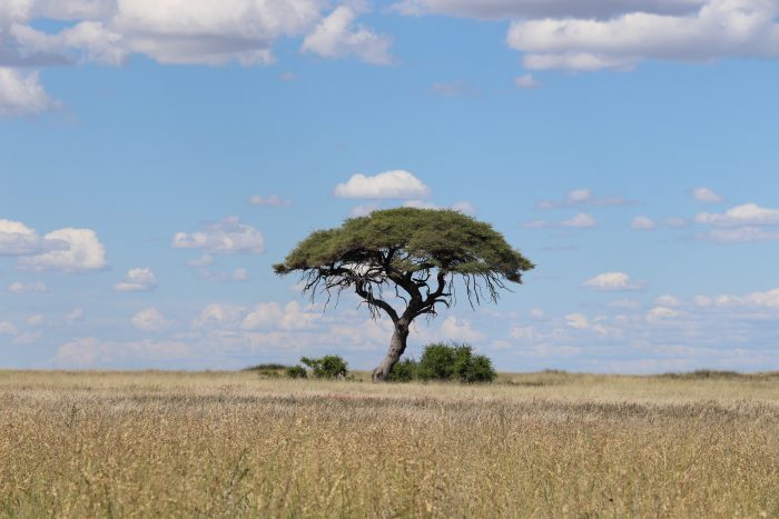 lonely tree Africa