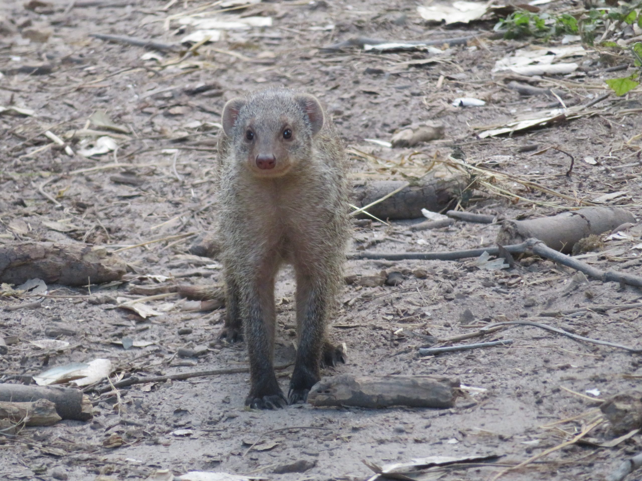 mongoose Botswana