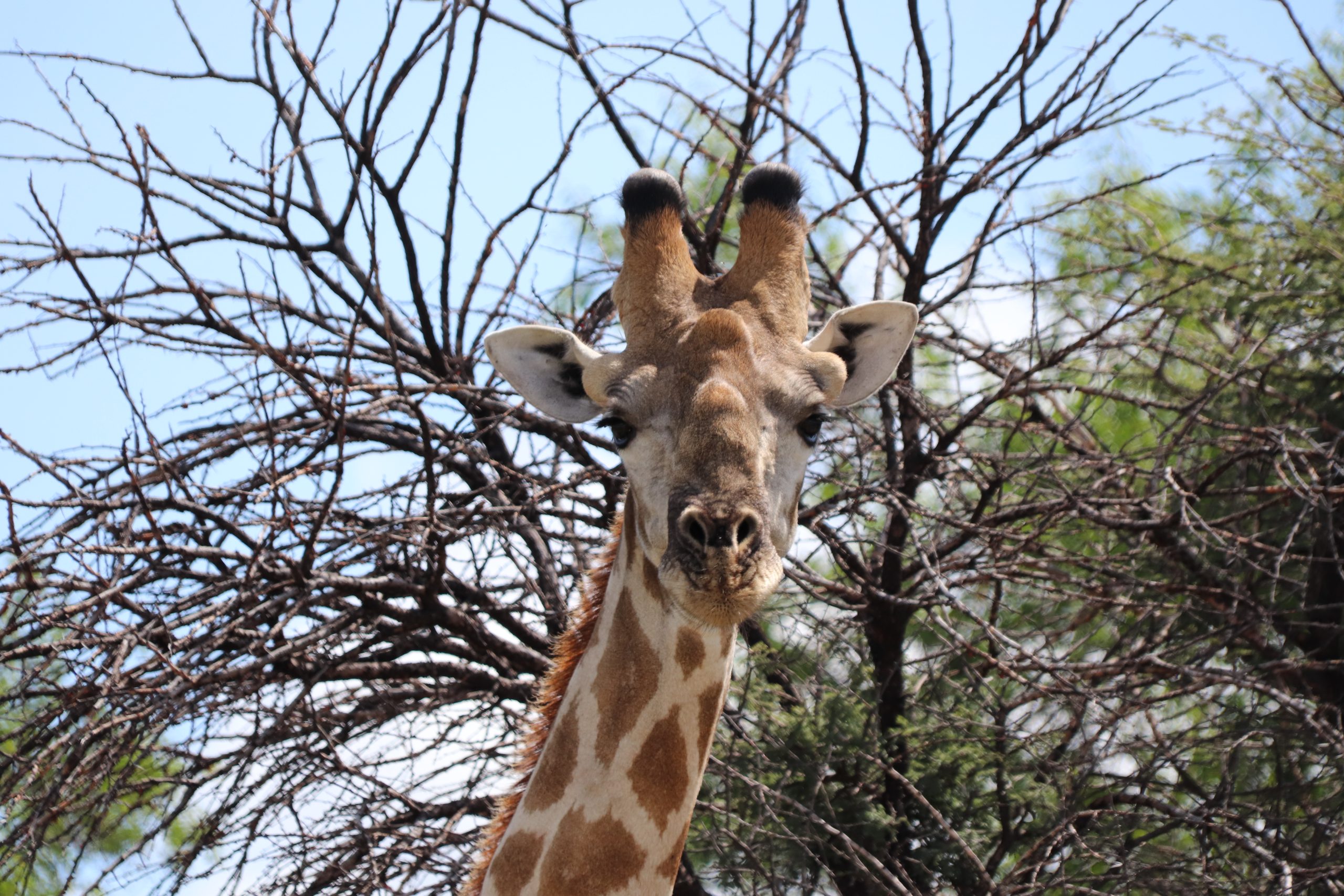 Namibie Giraffe