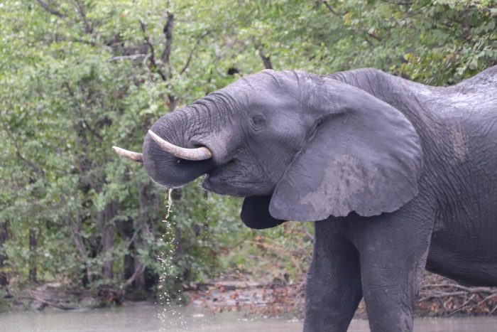 olifant botswana