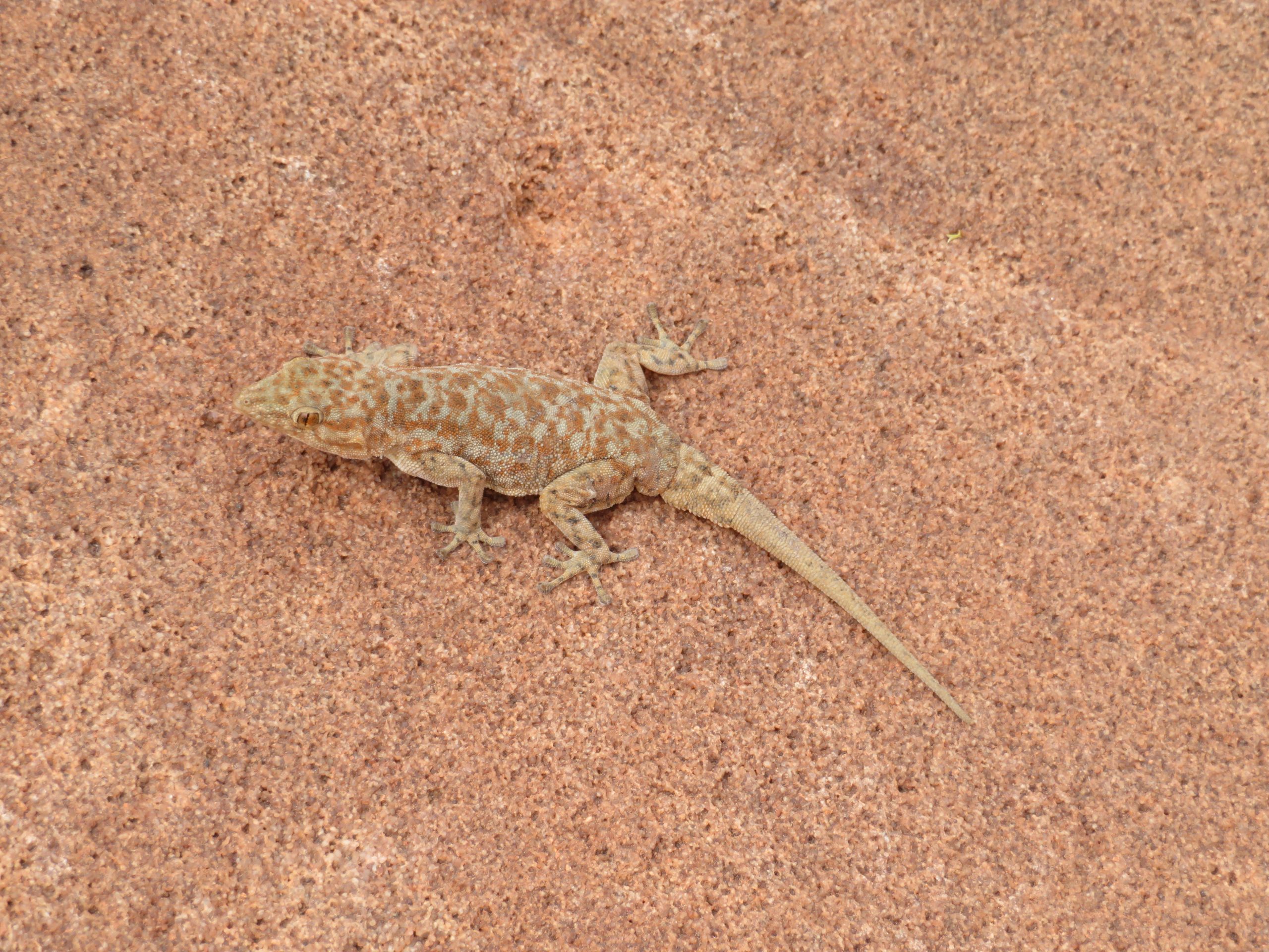 Reizen door Namibië gekko