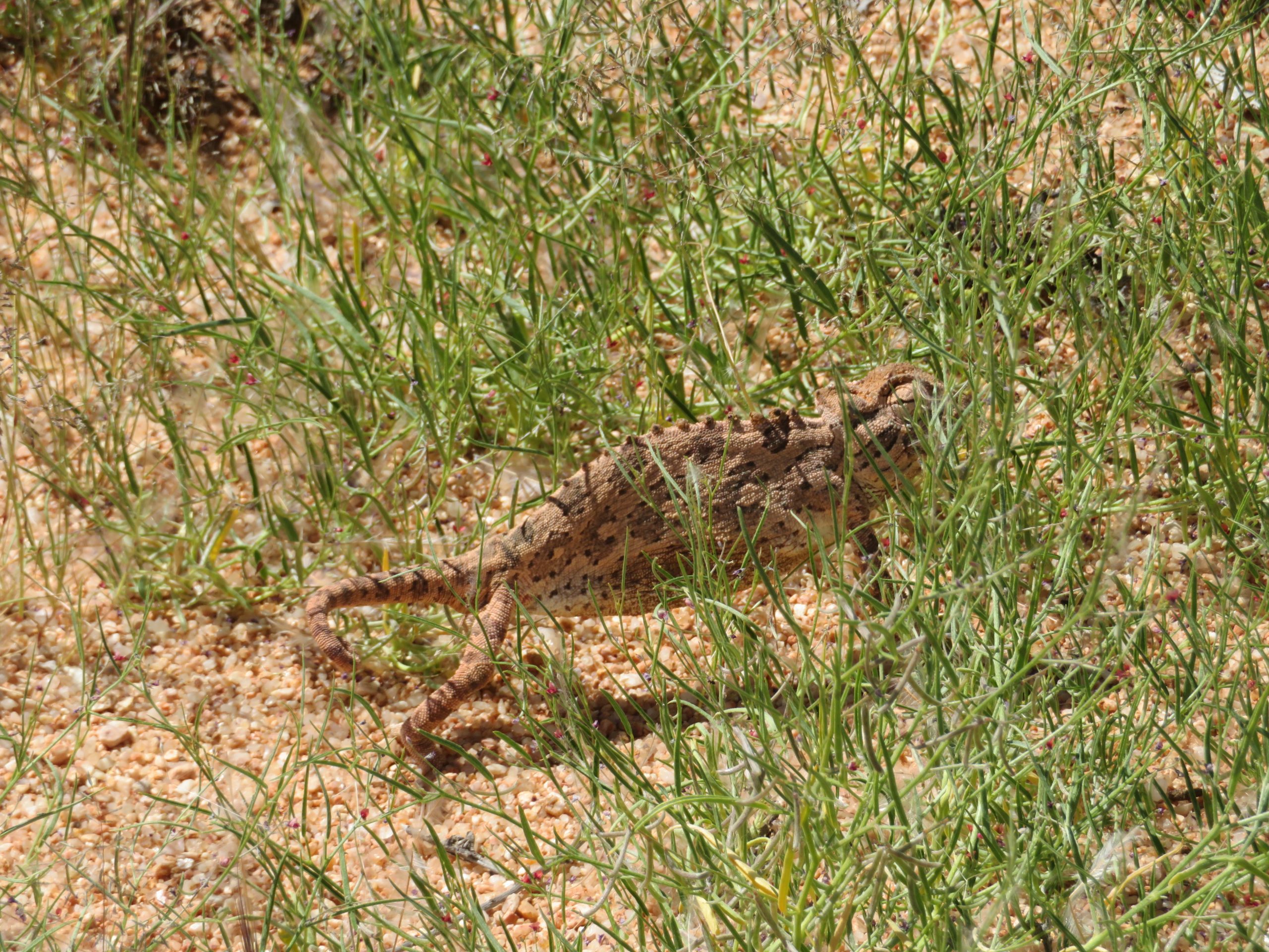 reizen door Namibië Kameleon