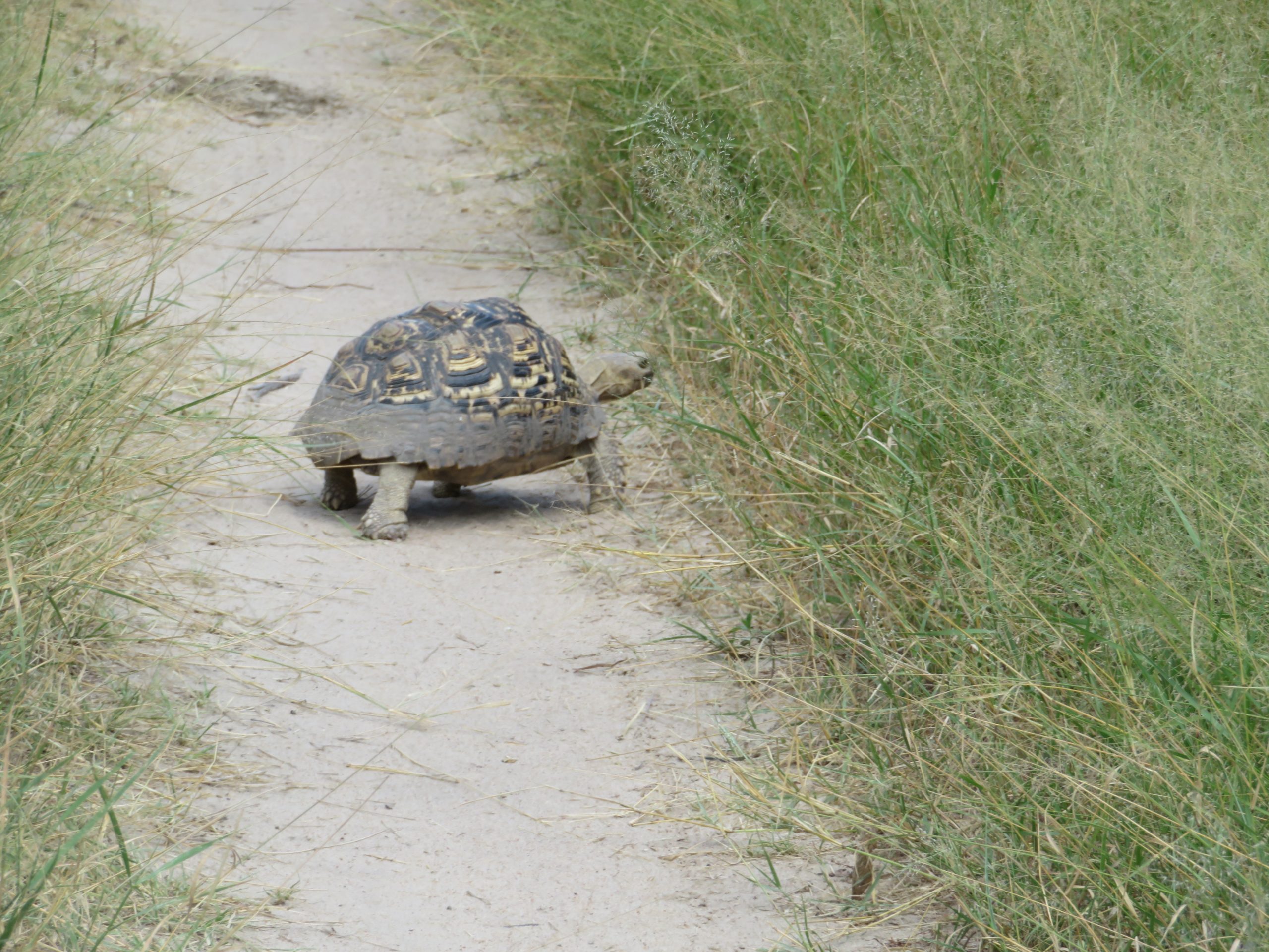 schildpad in wildernis van botswana