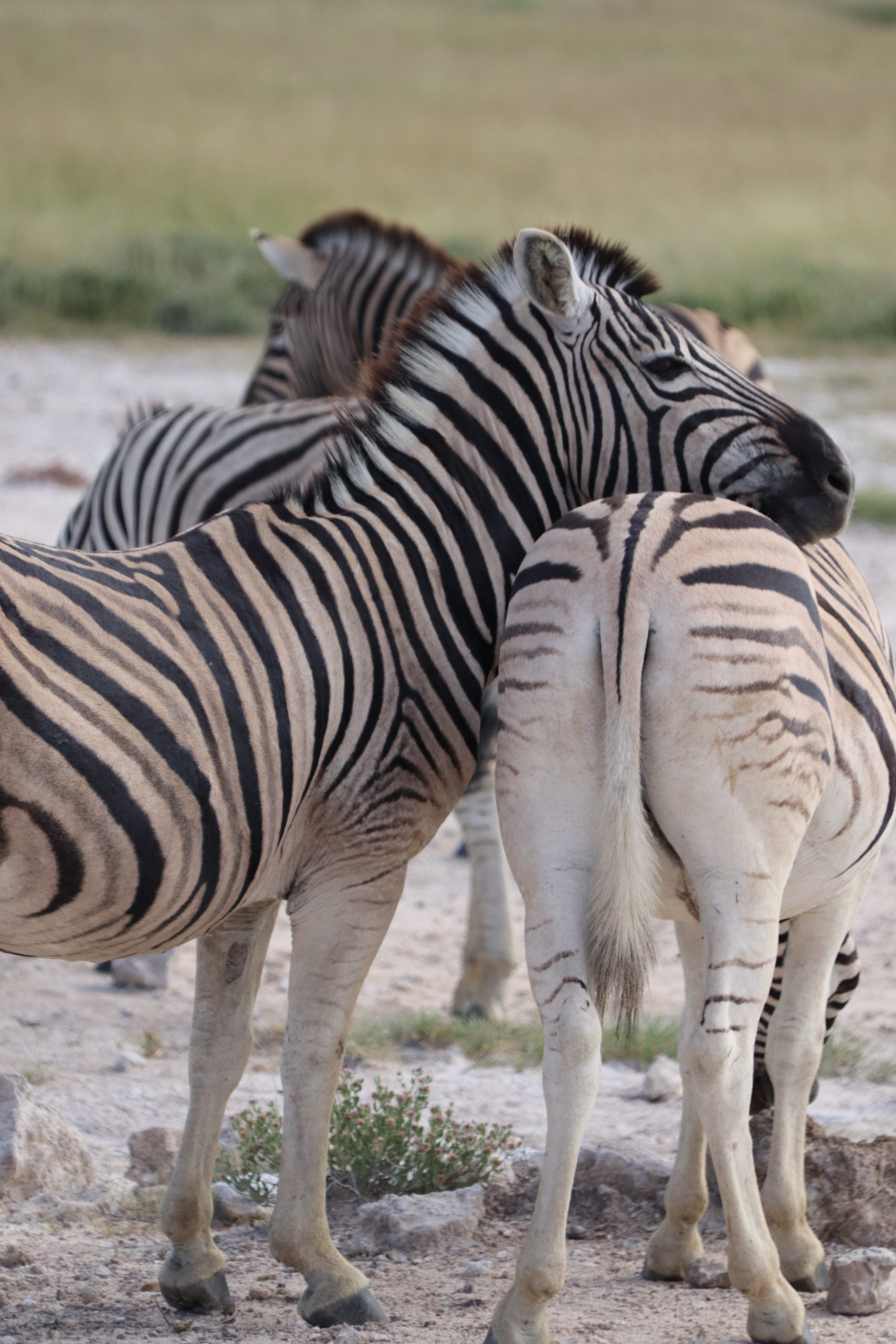 twee zebra's Namibie