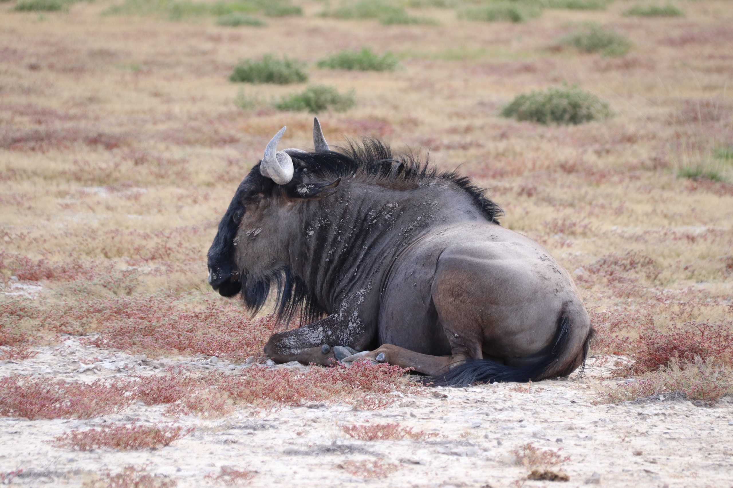 wildebeest Namibië
