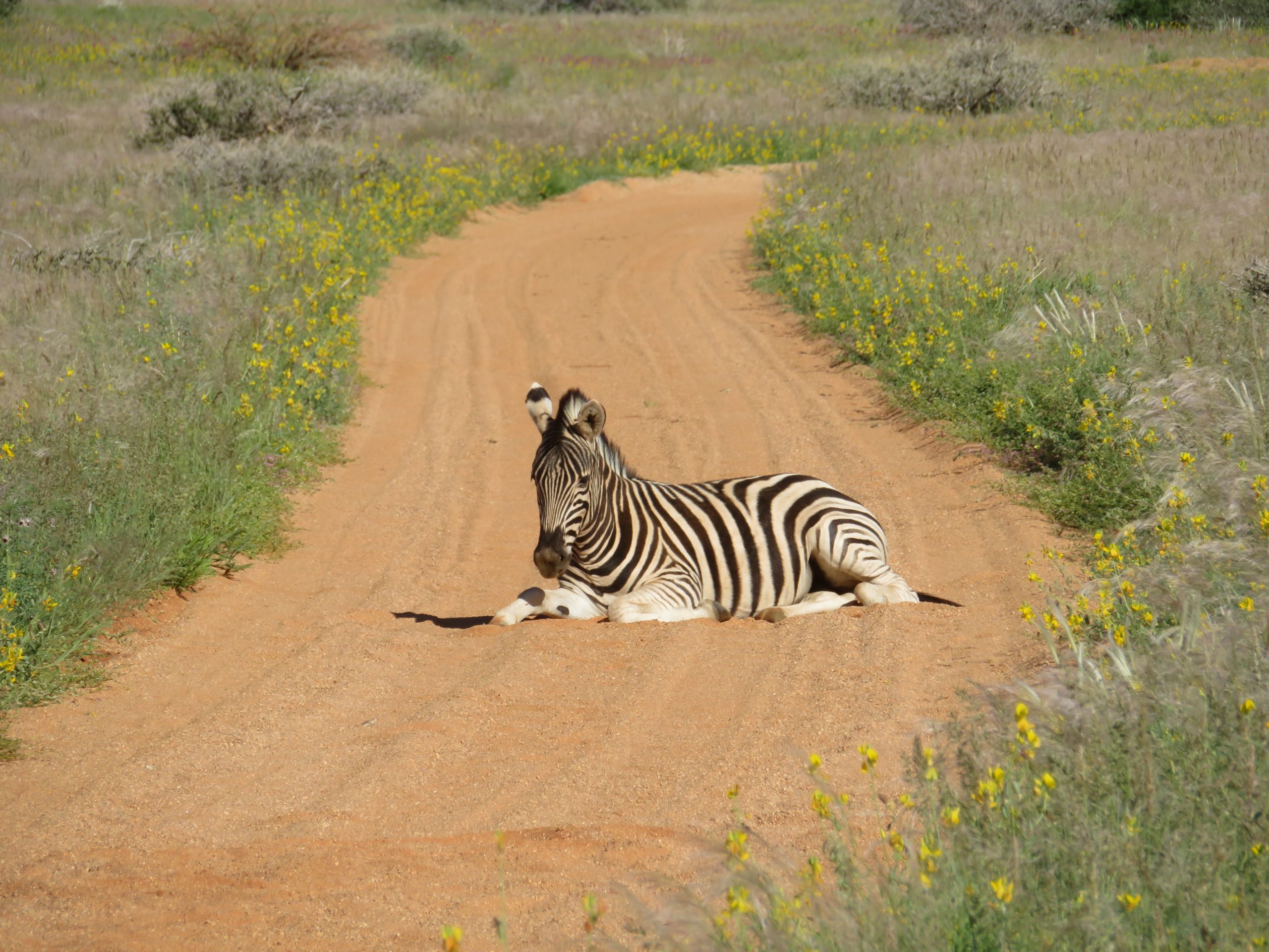 zebra bij Spitzkoppe