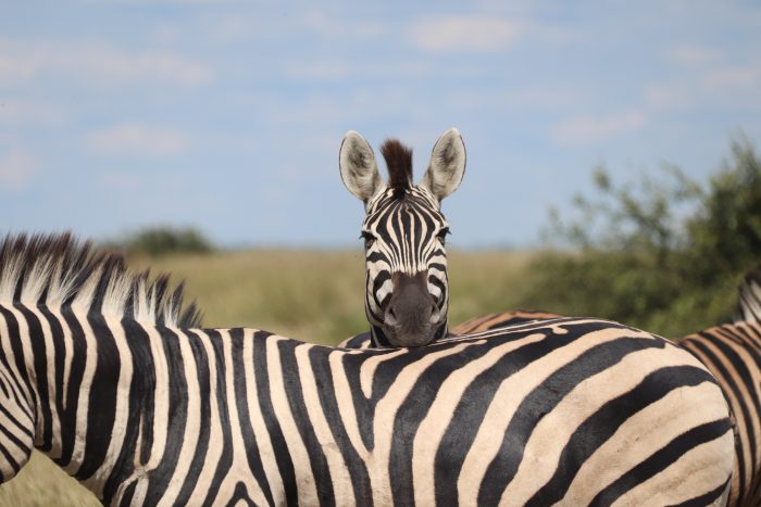 zebra Botswana