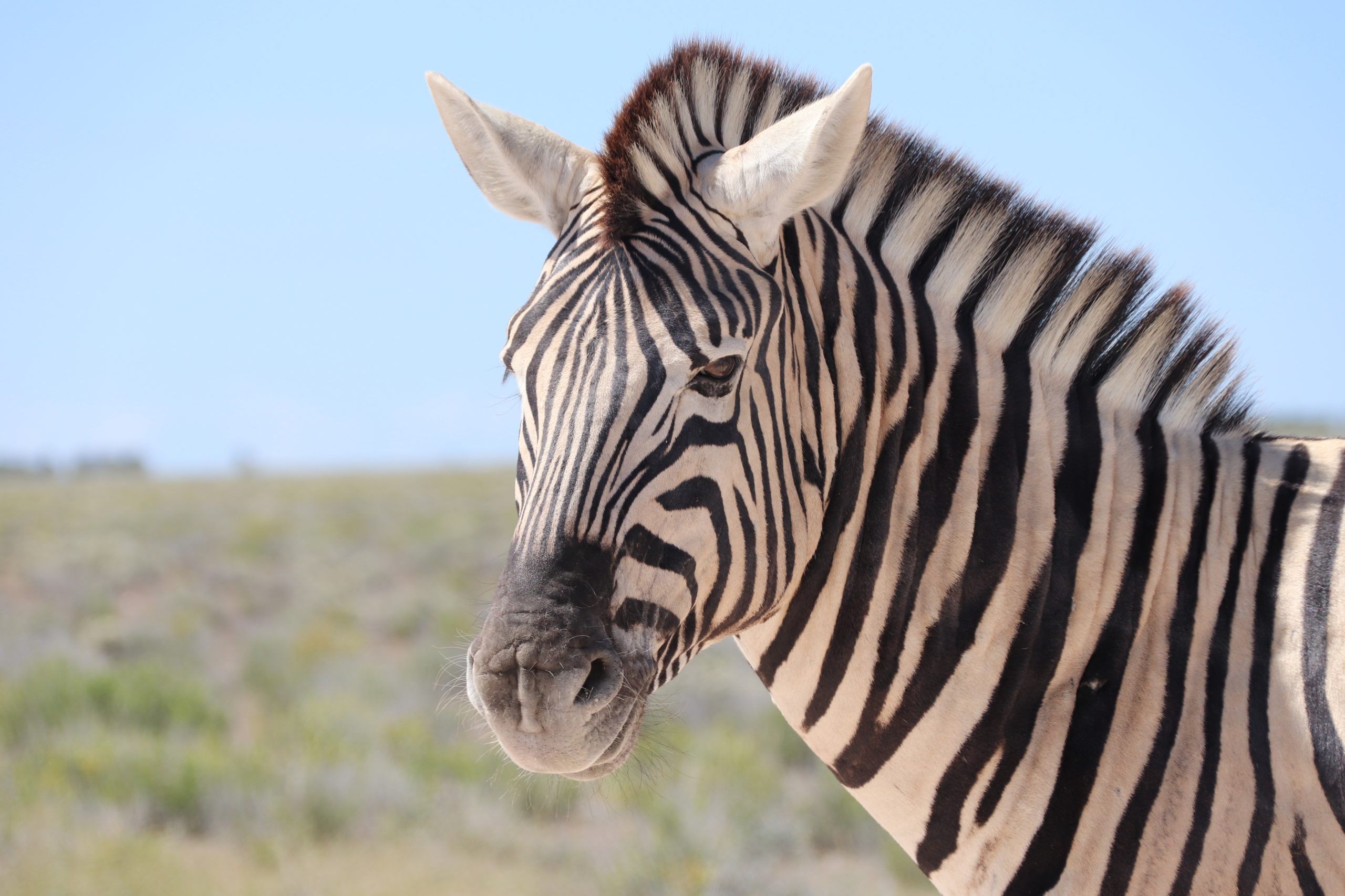 zebra Namibië