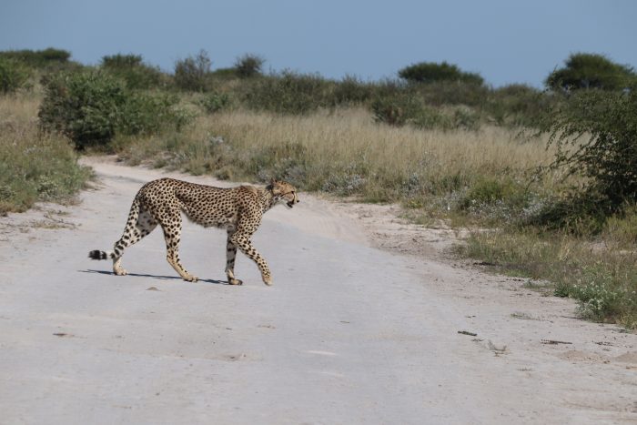 cheeta wilde avonturen in botswana