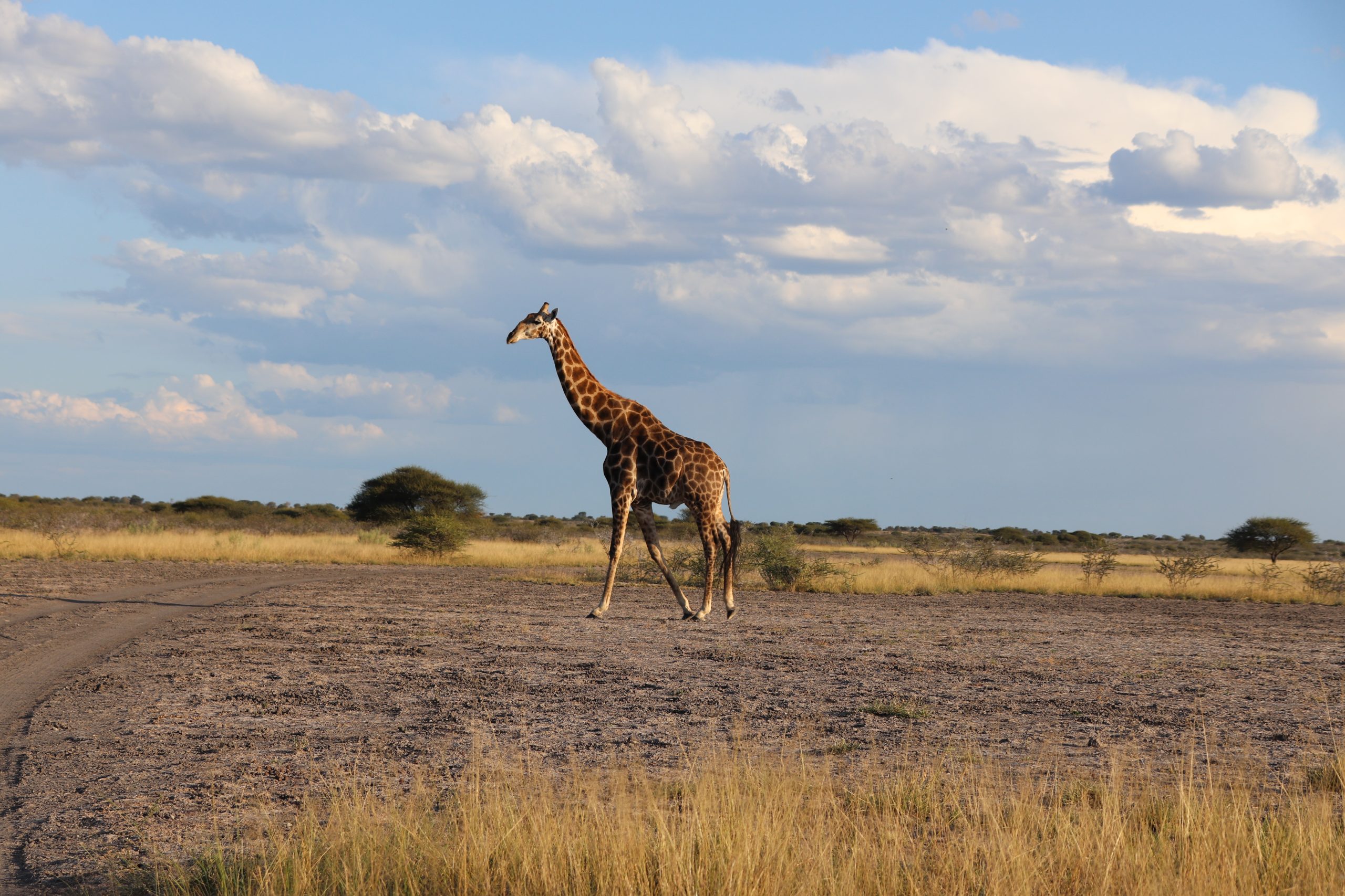 giraffe kalahari botswana