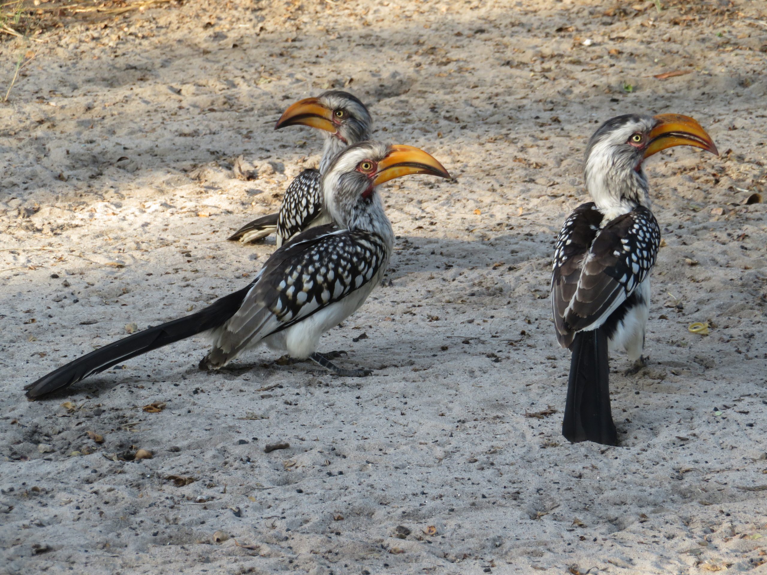 hornbills in botswana kalahari