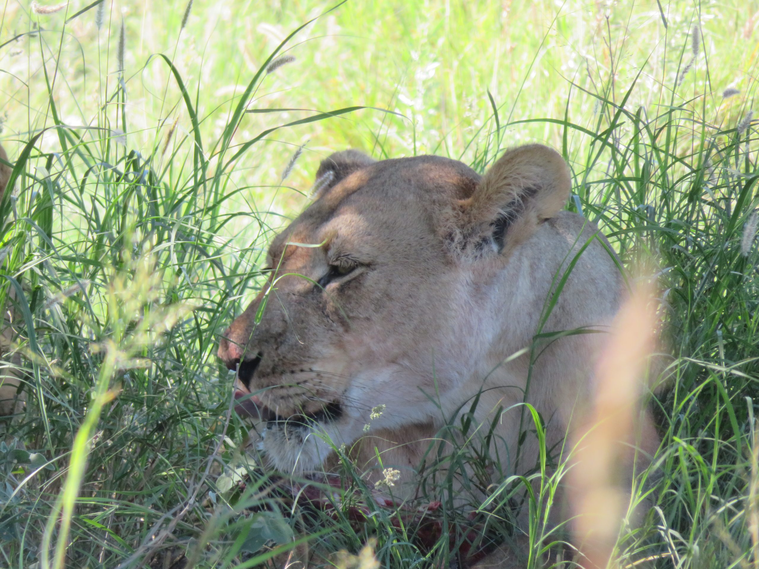 leeuw centrale kalahari