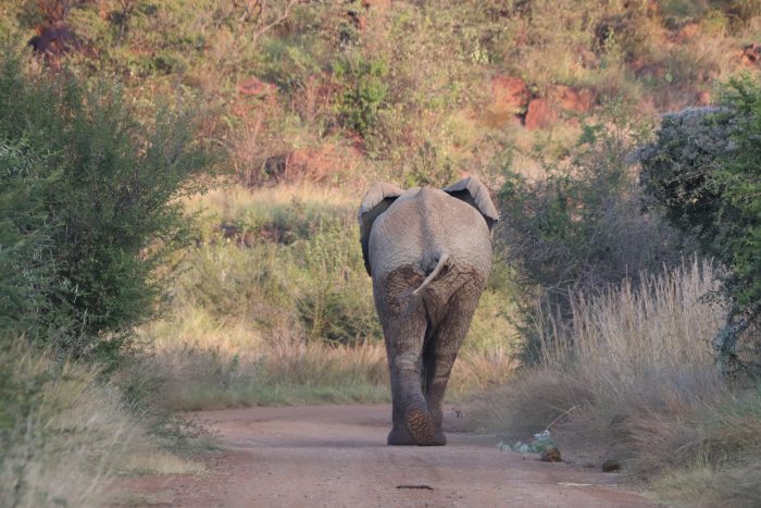 olifant Pilanesberg