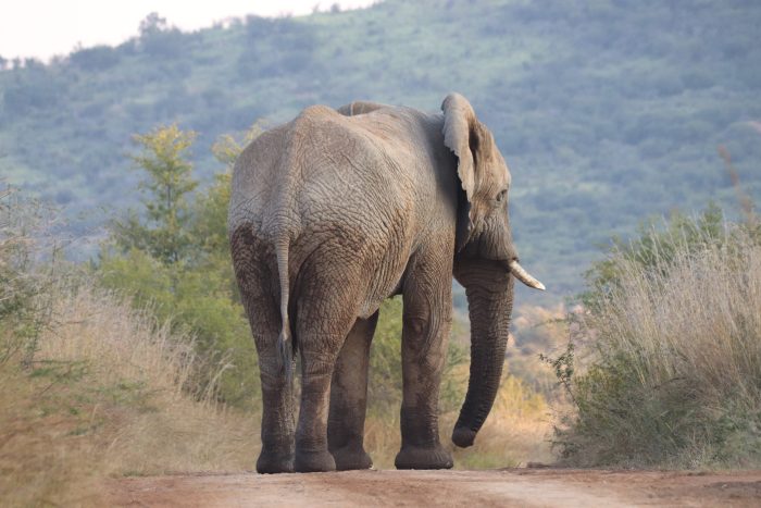 olifant pilanesberg NP