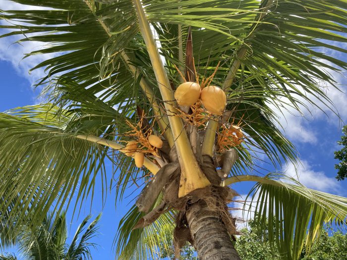 Palmboom Praslin
