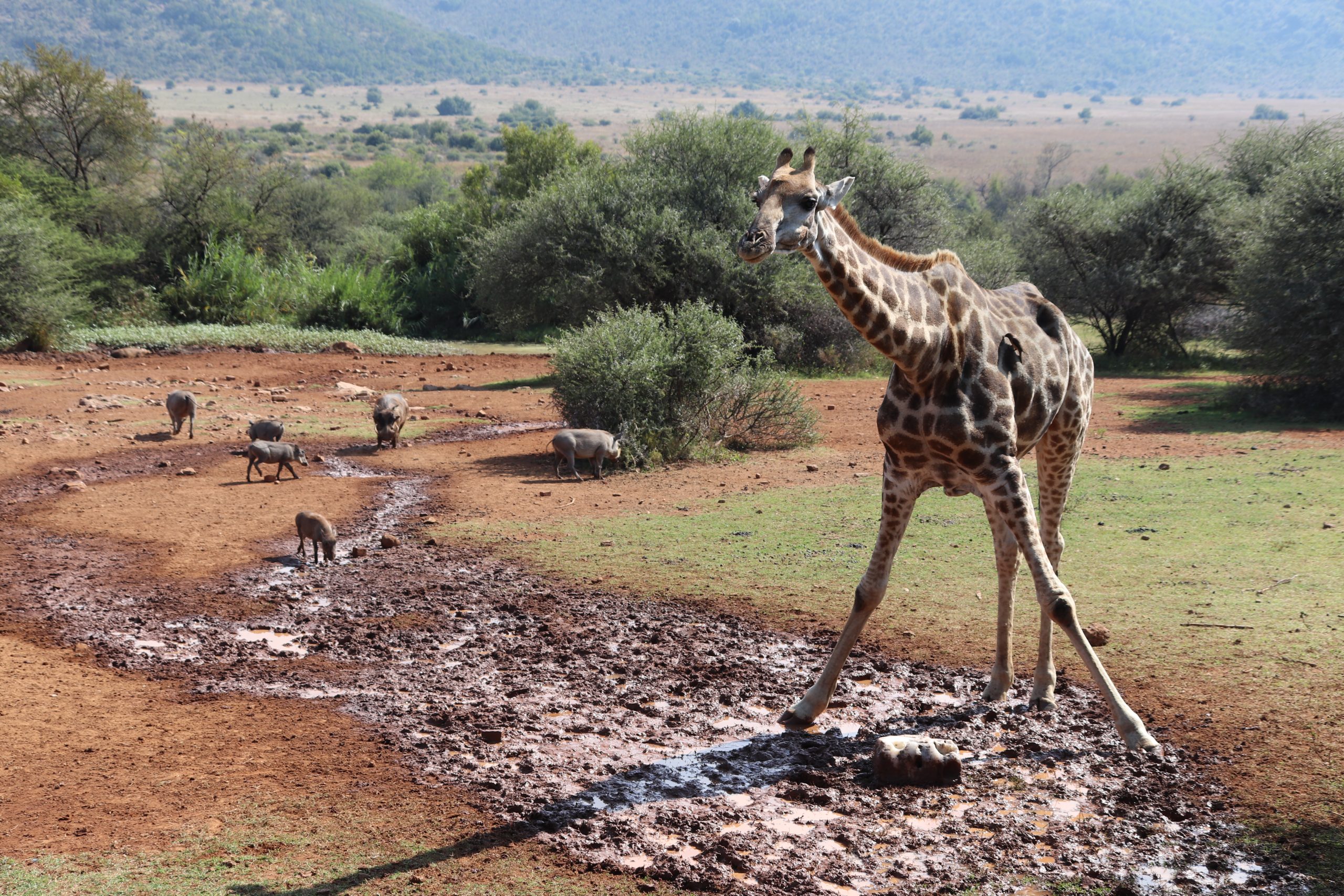 Pilanesberg giraffe