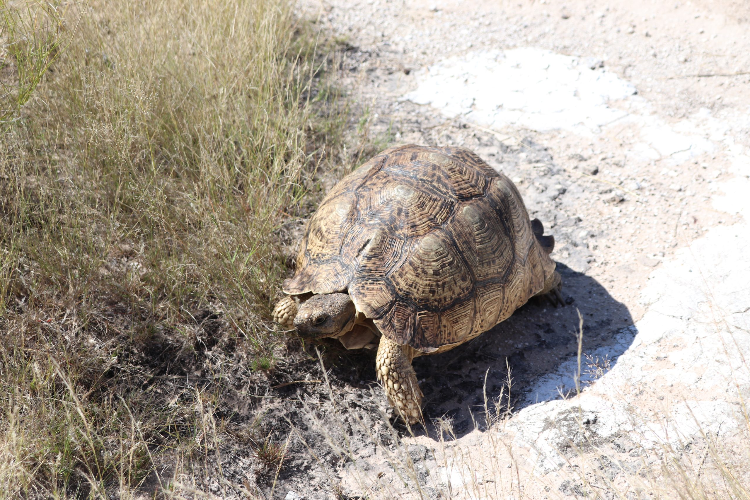 schildpad kalahari botswana