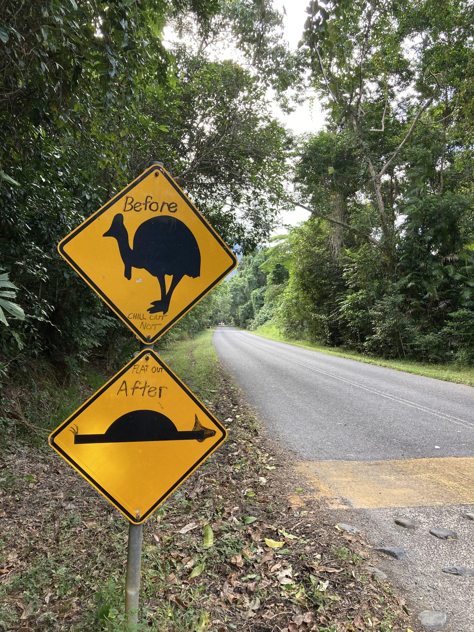 cassowaries crossing