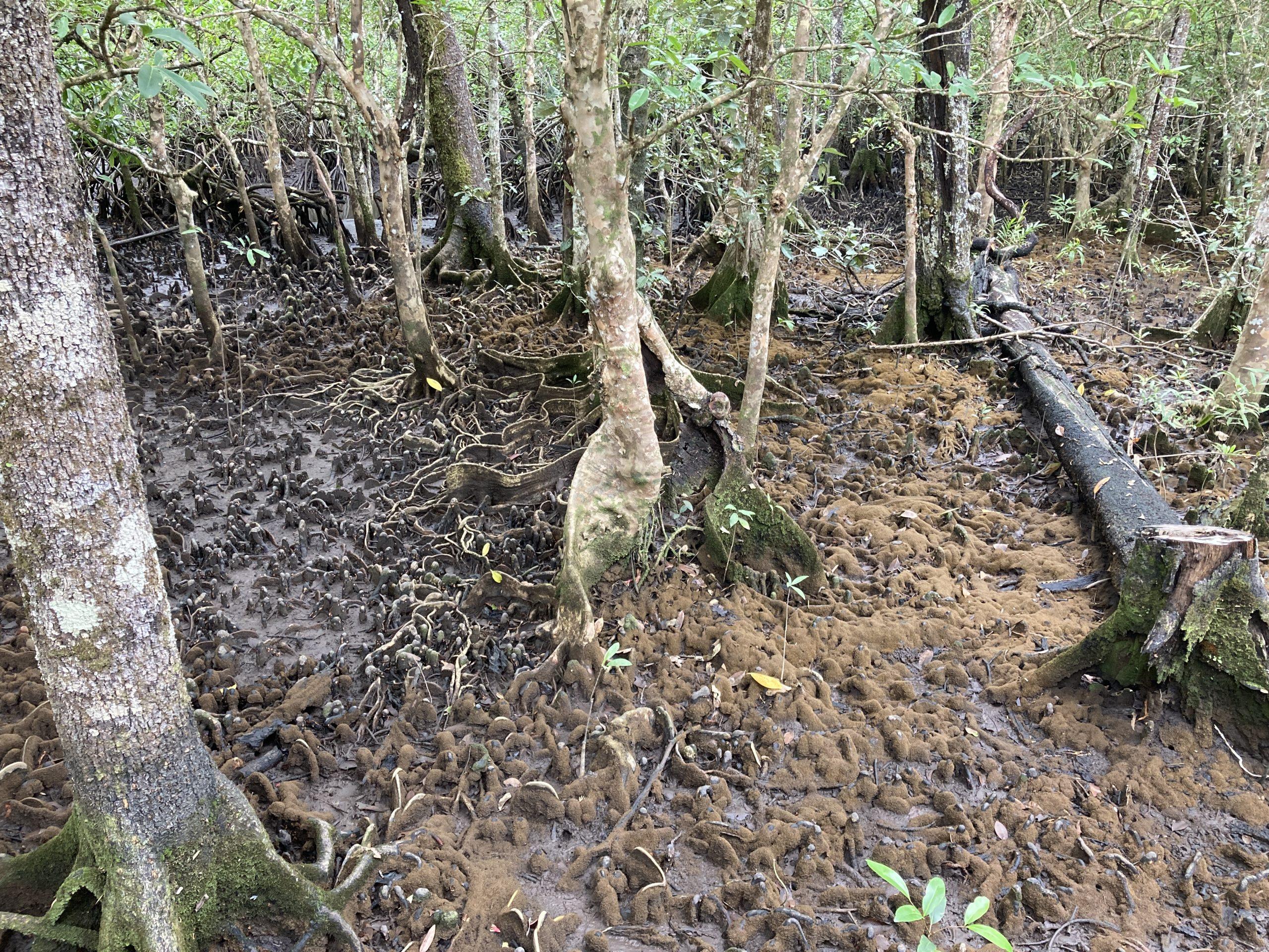mangrove Cape Tribulation