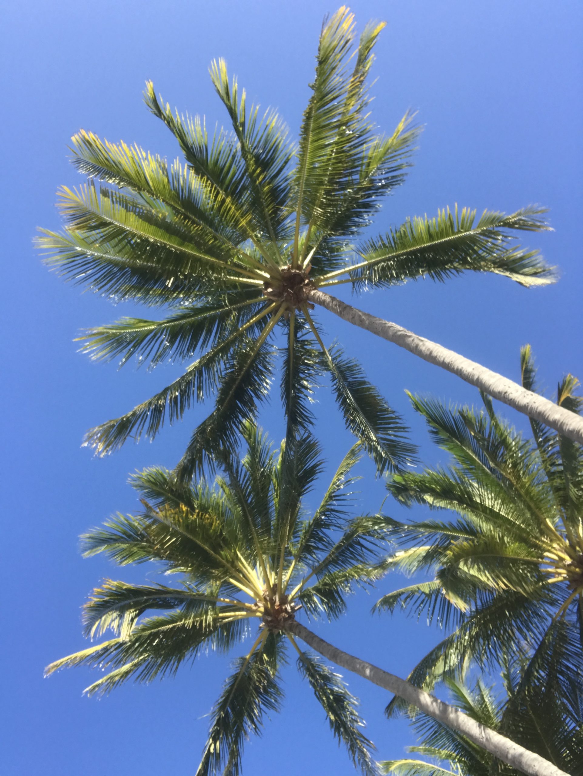 palmboom oostkust Australie
