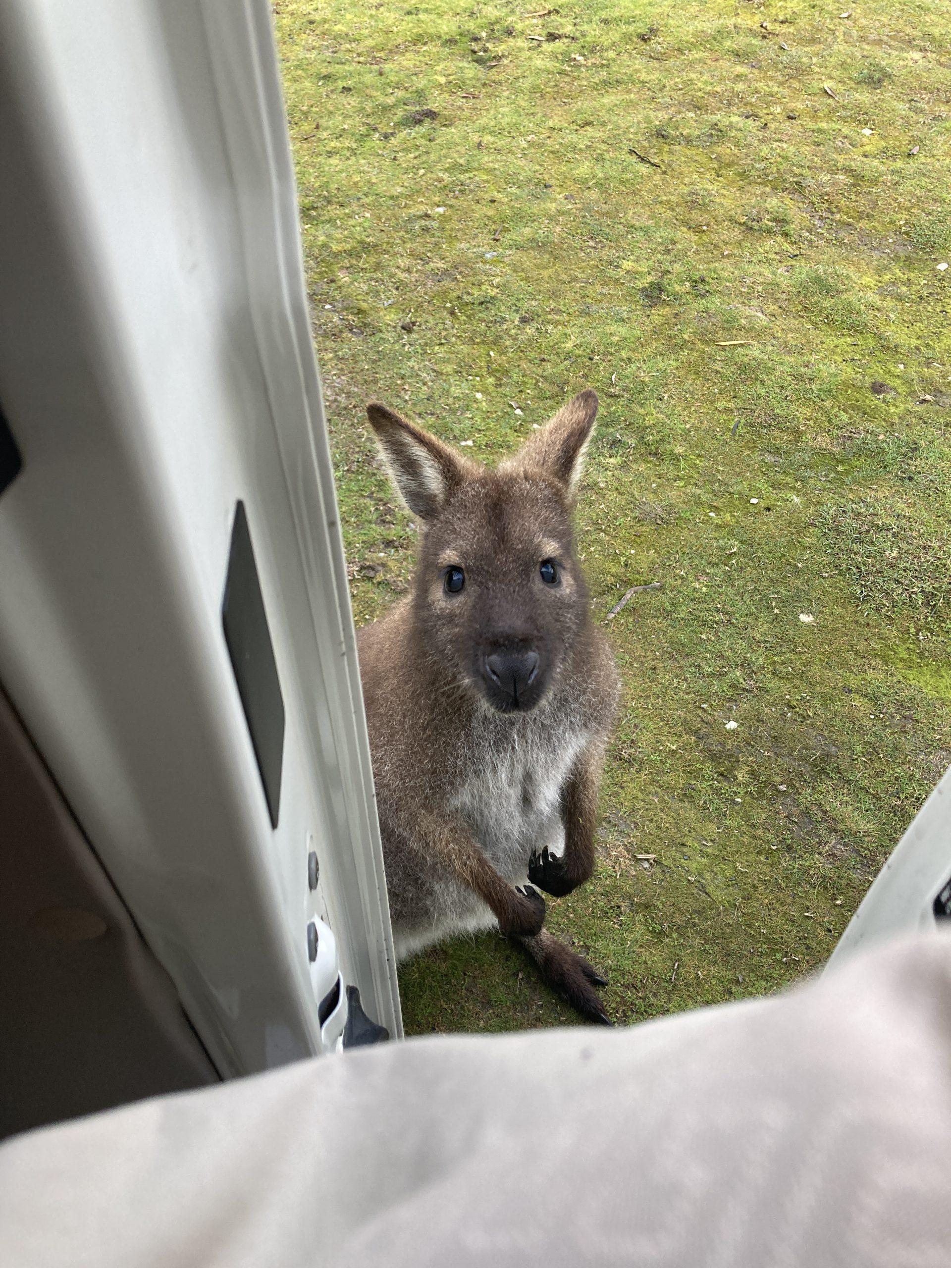 goedemorgen wallaby tasmanie