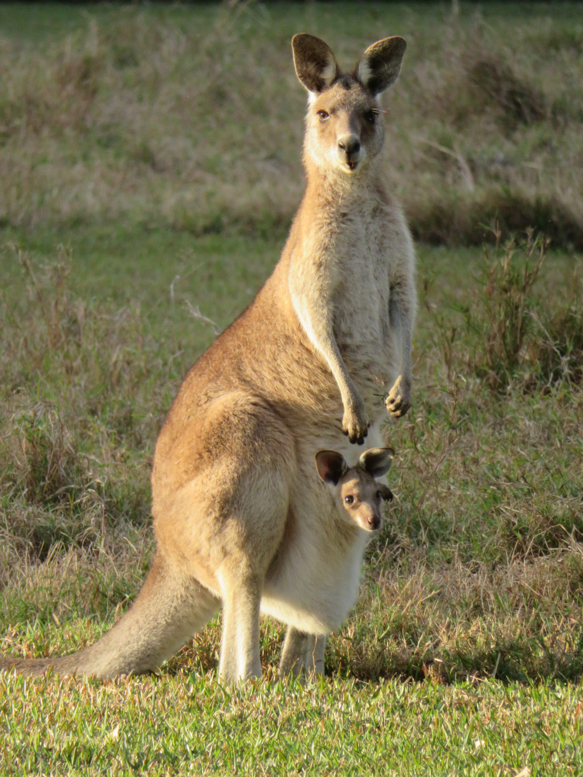 kangoeroe met baby