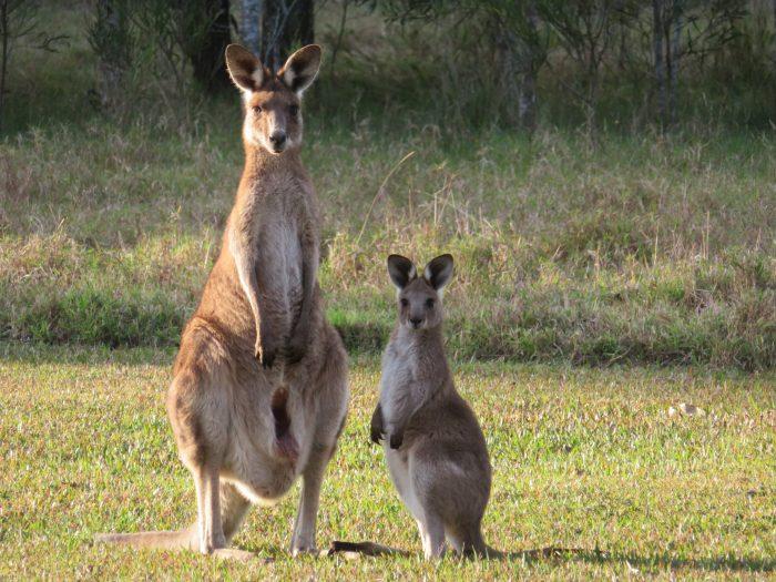 kangoeroes bij habitatnoosa
