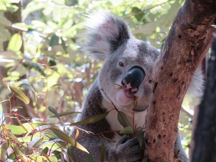 koala camperreis door Australie