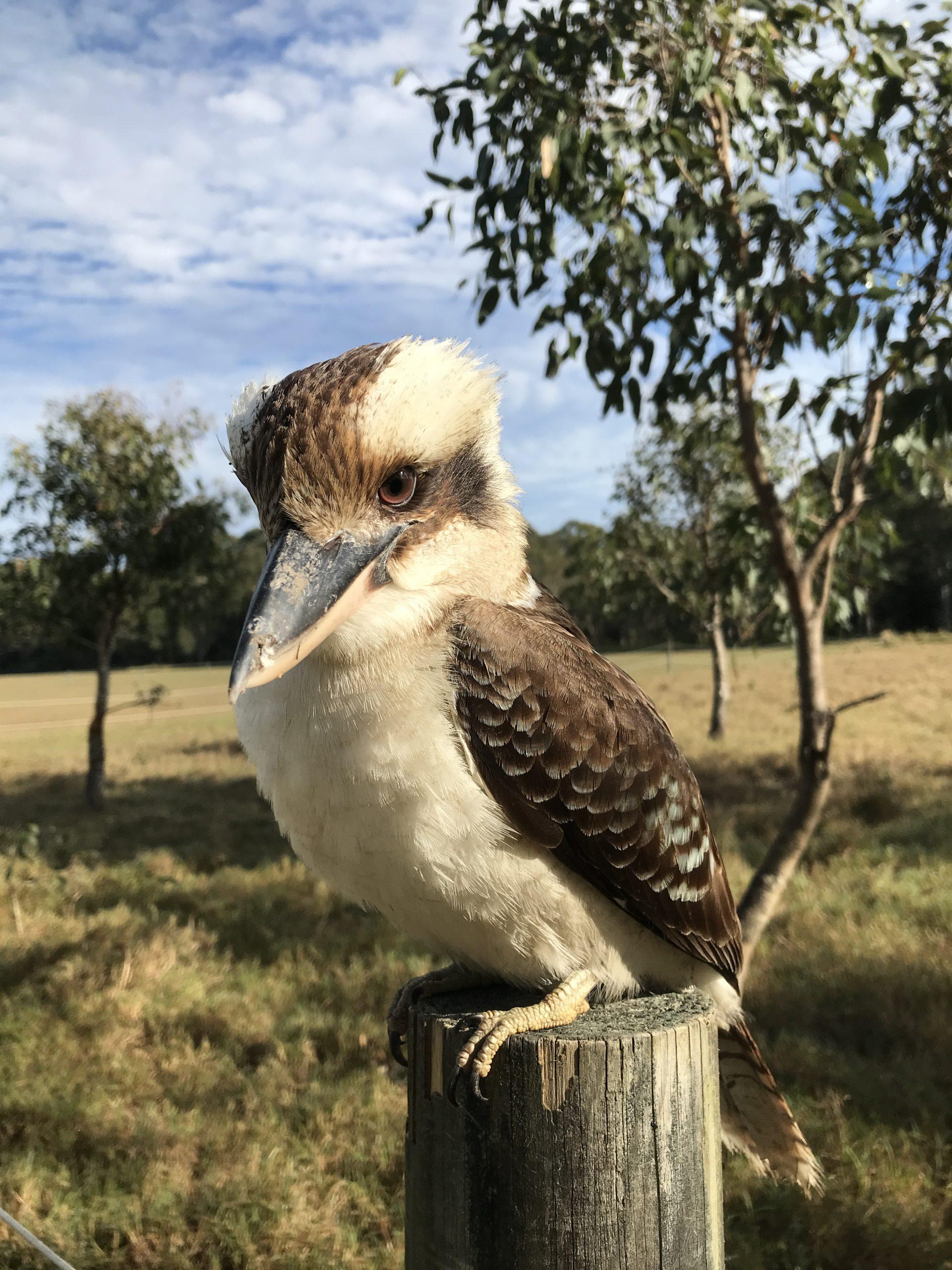 kookaburra Australie