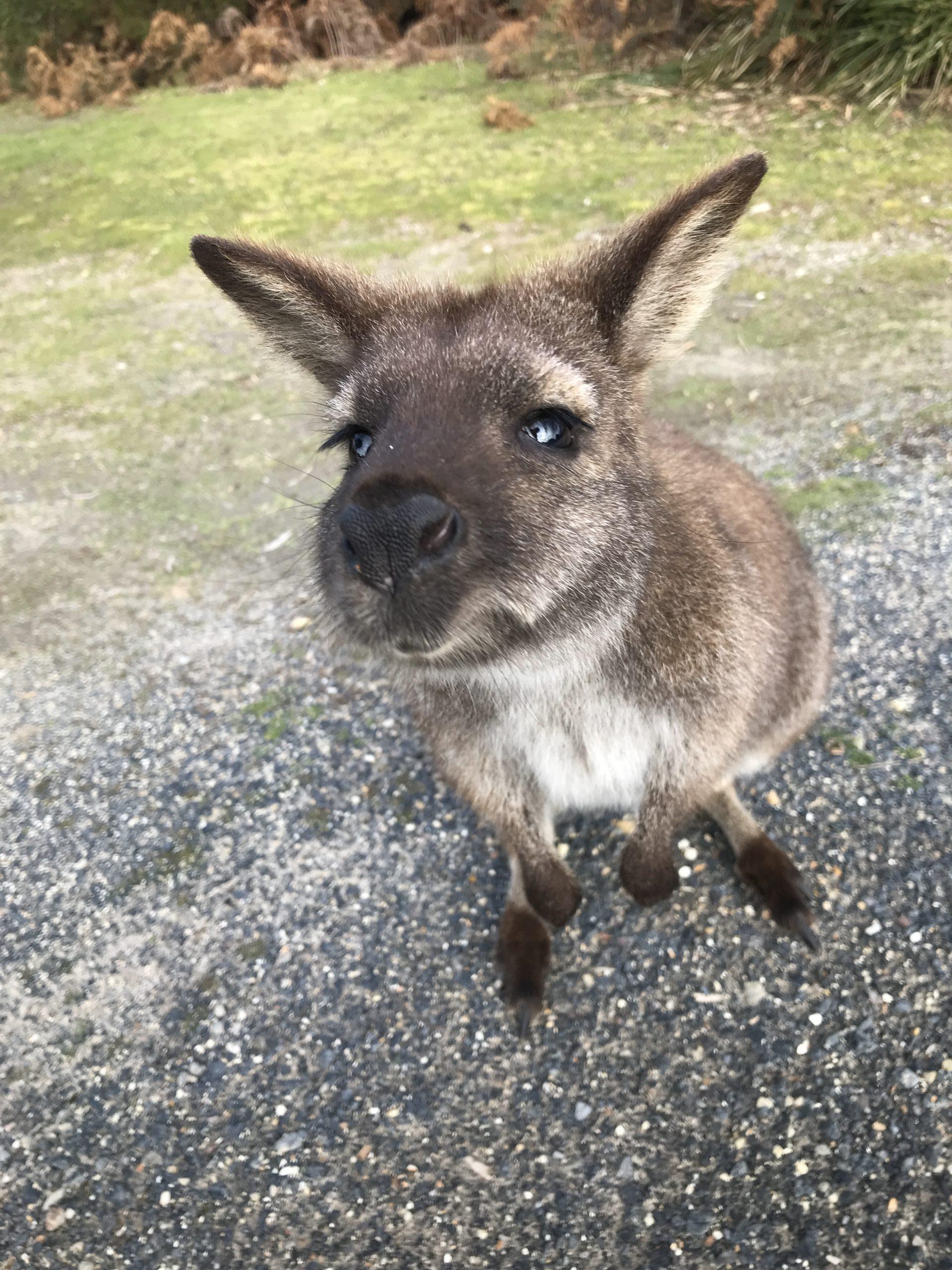 wallaby tijdens kamperen in Tasmanië