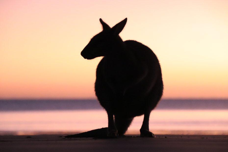 zonsondergang kangoeroe