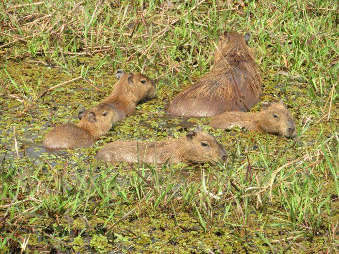 familie capibara Transpantaneira