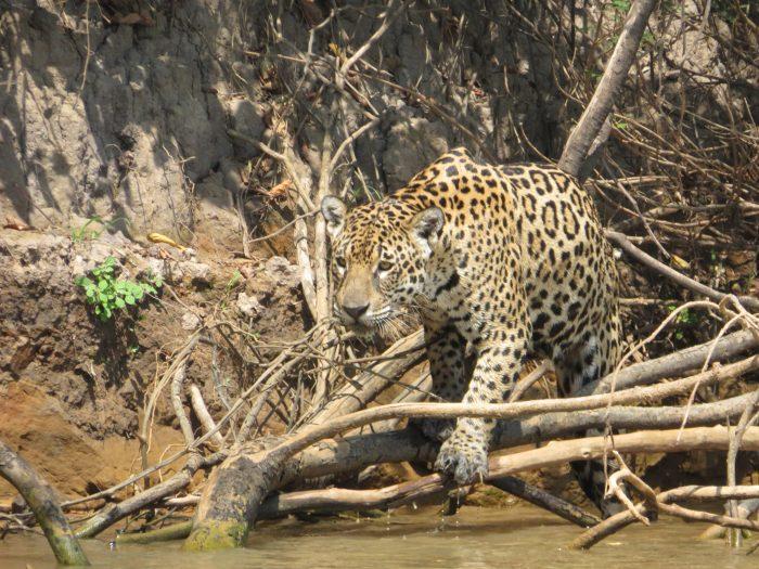 jaguar langs oever pantanal brazilie
