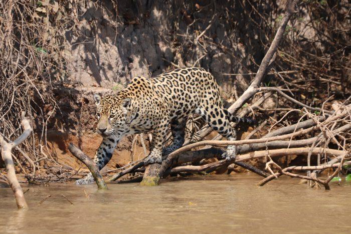 Jaguars spotten in Brazilie langs rivier