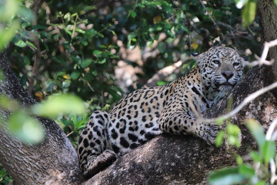 liggende jaguar in Pantanal in Brazilie