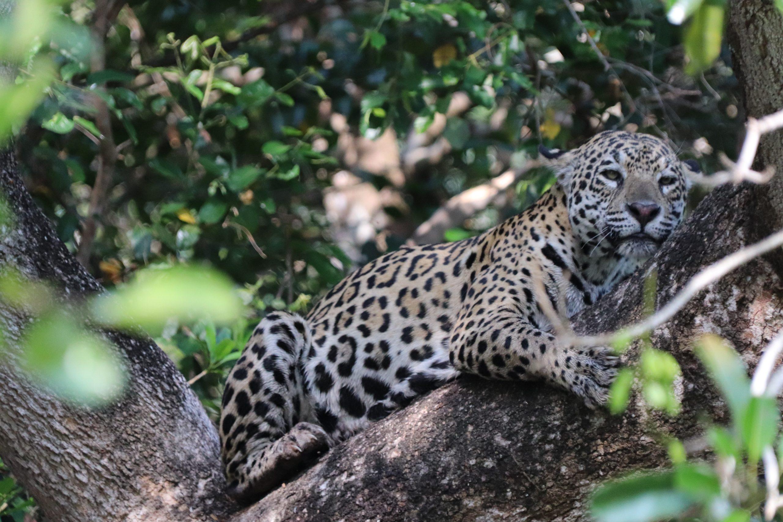 liggende jaguar Pantanal in Brazilie