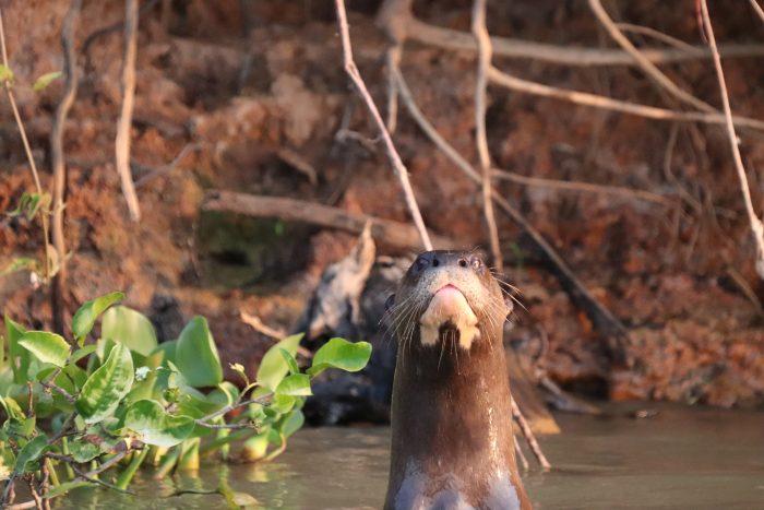 nieuwsgierige otter Pantanal