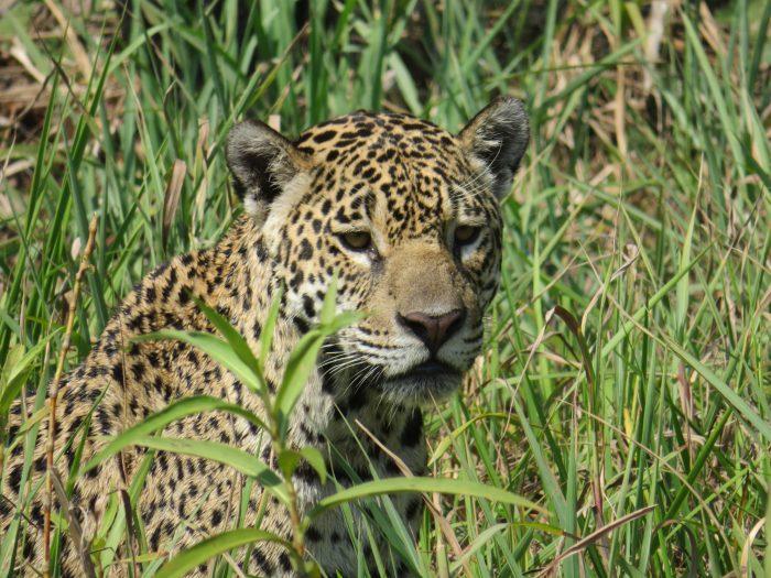 Pantanal in Brazilië jaguar