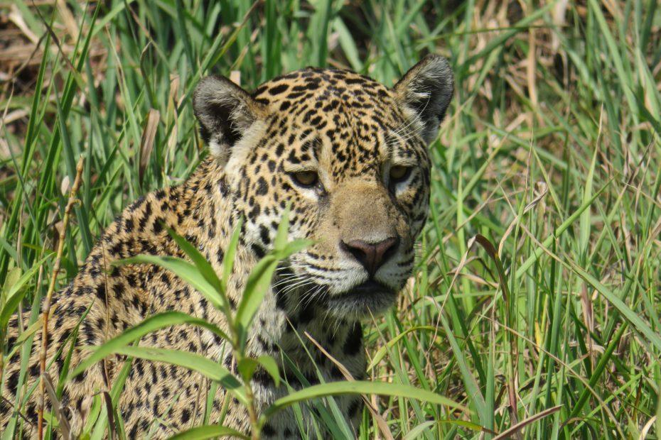 Pantanal in Brazilië jaguar