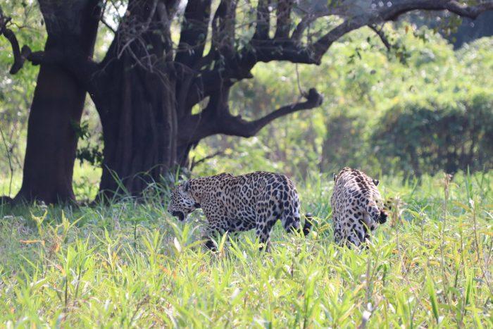 twee jaguars Pantanal in Brazilie