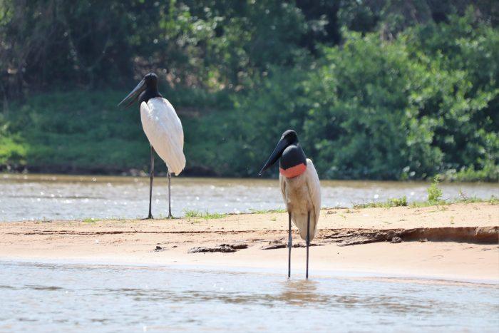 vogelen Pantanal Brazilie