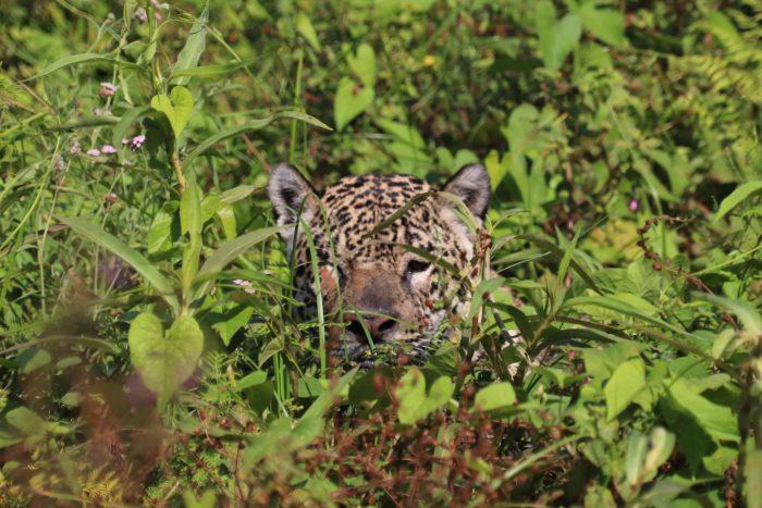 zwemmende jaguar Pantanal in Brazilie