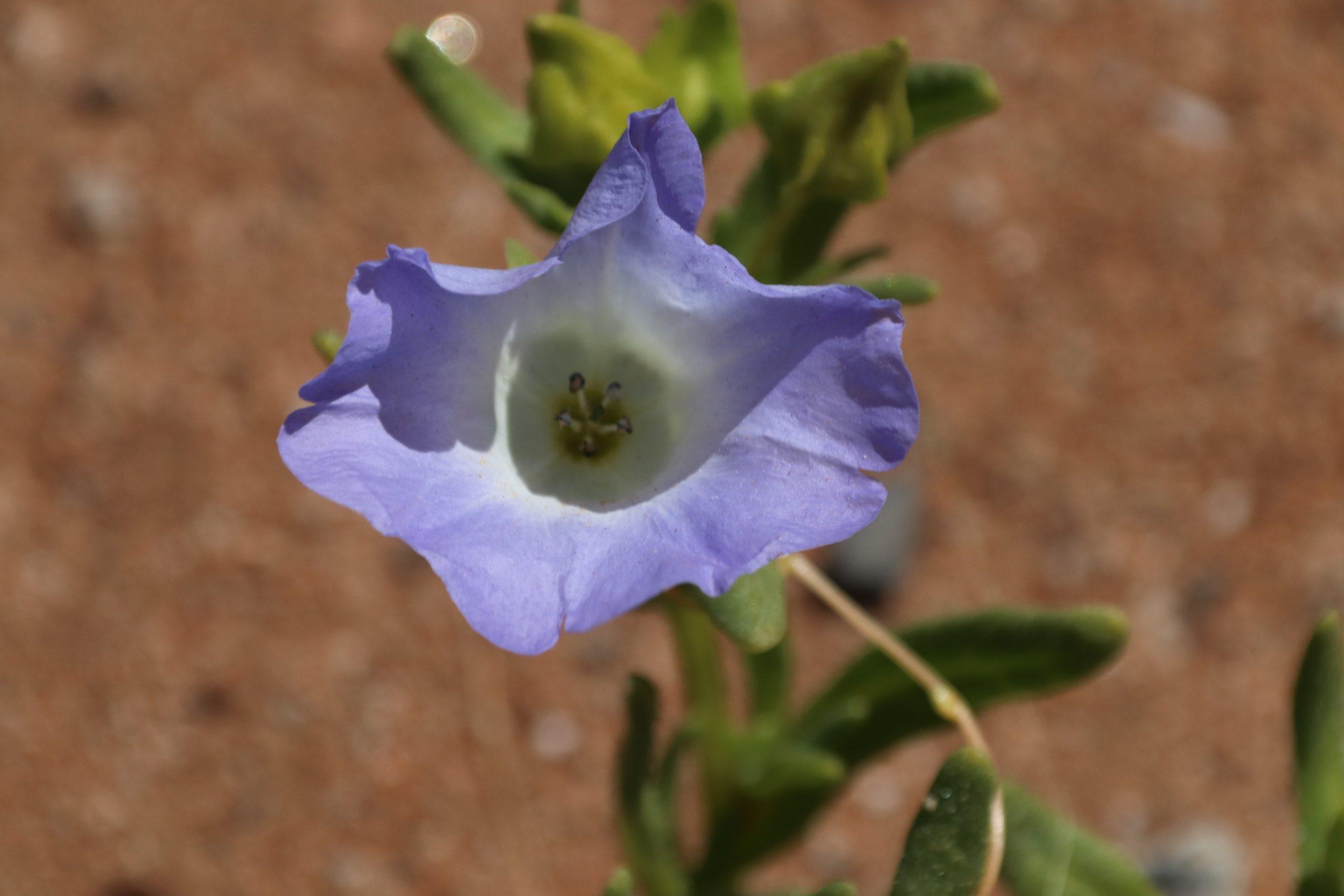 blauwe bloem Atacama woestijn