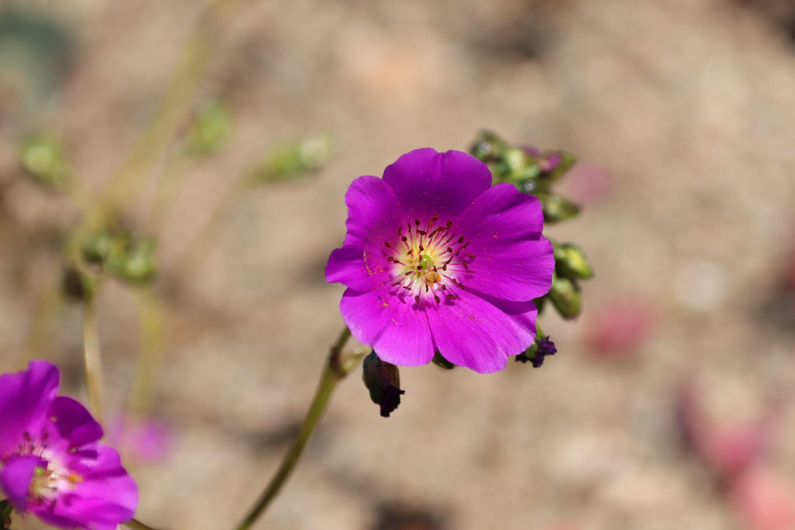 bloem Atacama woestijn